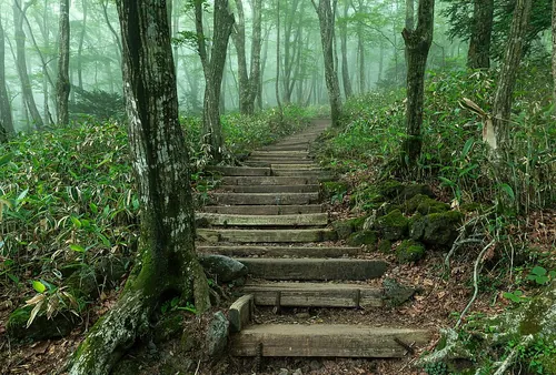 Wooden staircase steps, in the forest of Hallasan Park, Eorimok Trail, at dusk on Jeju Island in South Korea. Long-exposure photography (30