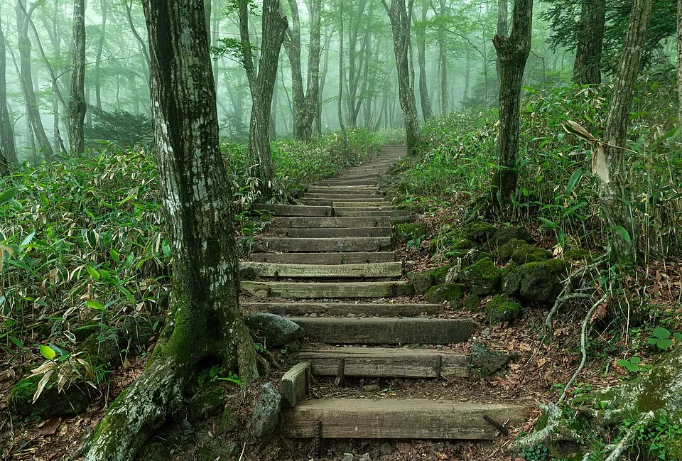 Wooden staircase steps, in the forest of Hallasan Park, Eorimok Trail, at dusk on Jeju Island in South Korea. Long-exposure photography (30 