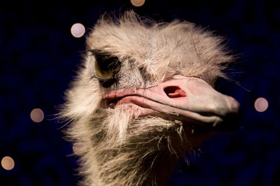 Ostrich Bird