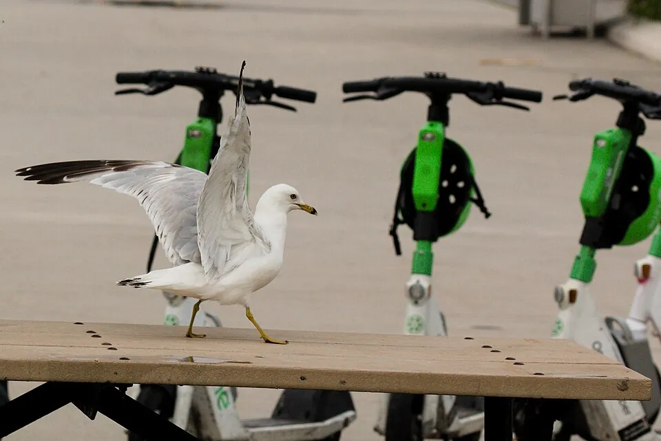 Ring-billed gull landing on table at Parc Jean Drapeau